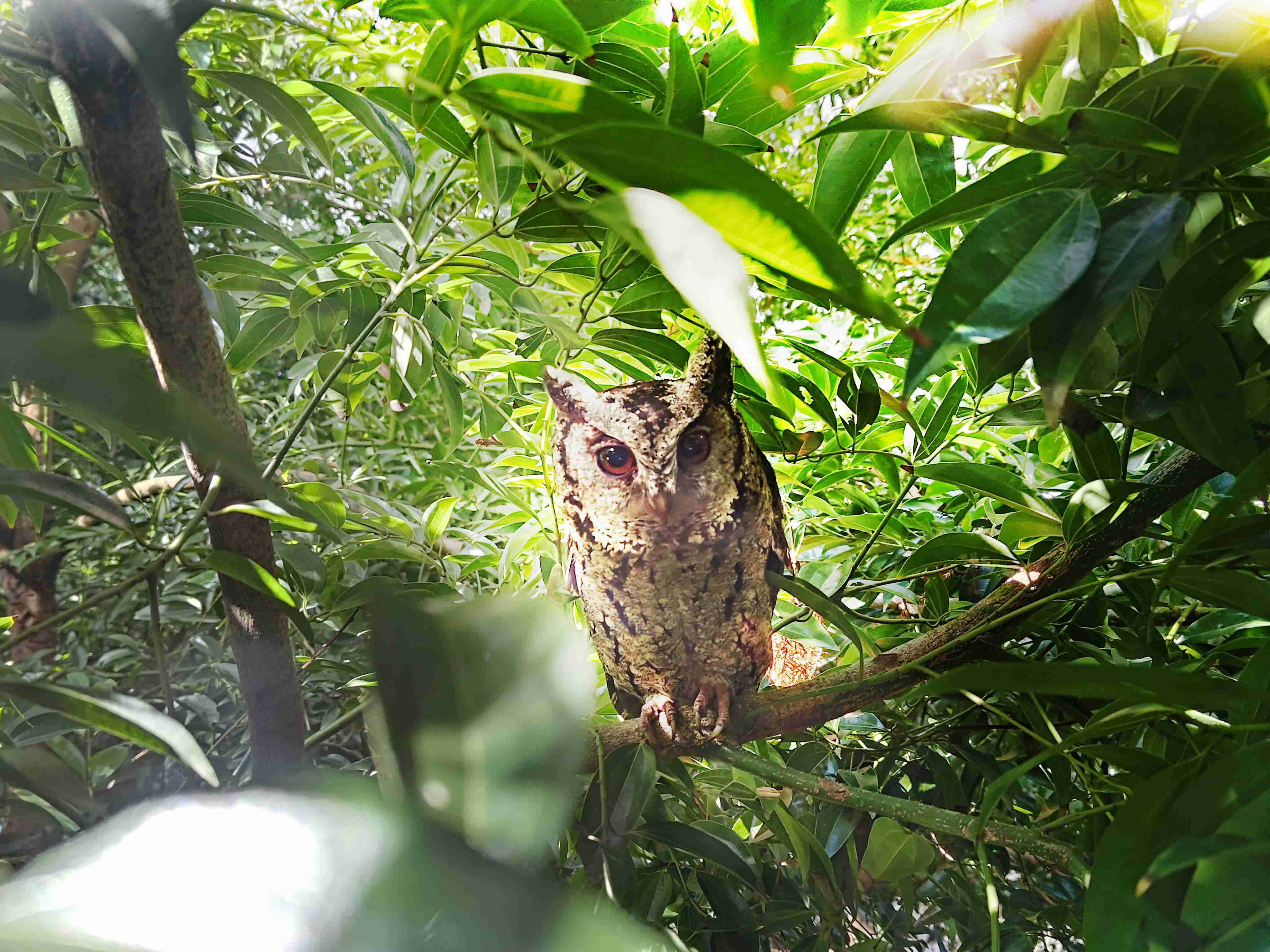 彩神vll致力提倡净零绿生活，，，16年以来在全球各厂区植树逾百万棵，，，造就各厂区树木蔚然成林，，，，犹如森林工厂，，成为许多生物的栖息地